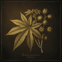 Castor Seed
